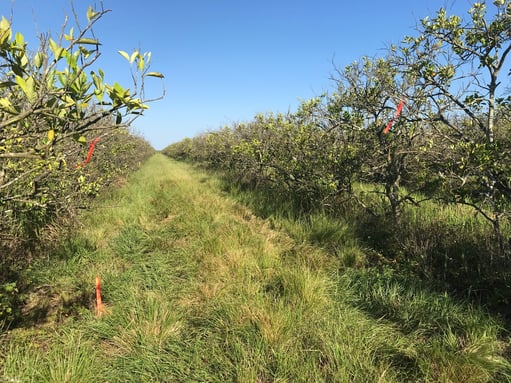 NRCS Citrus Groves