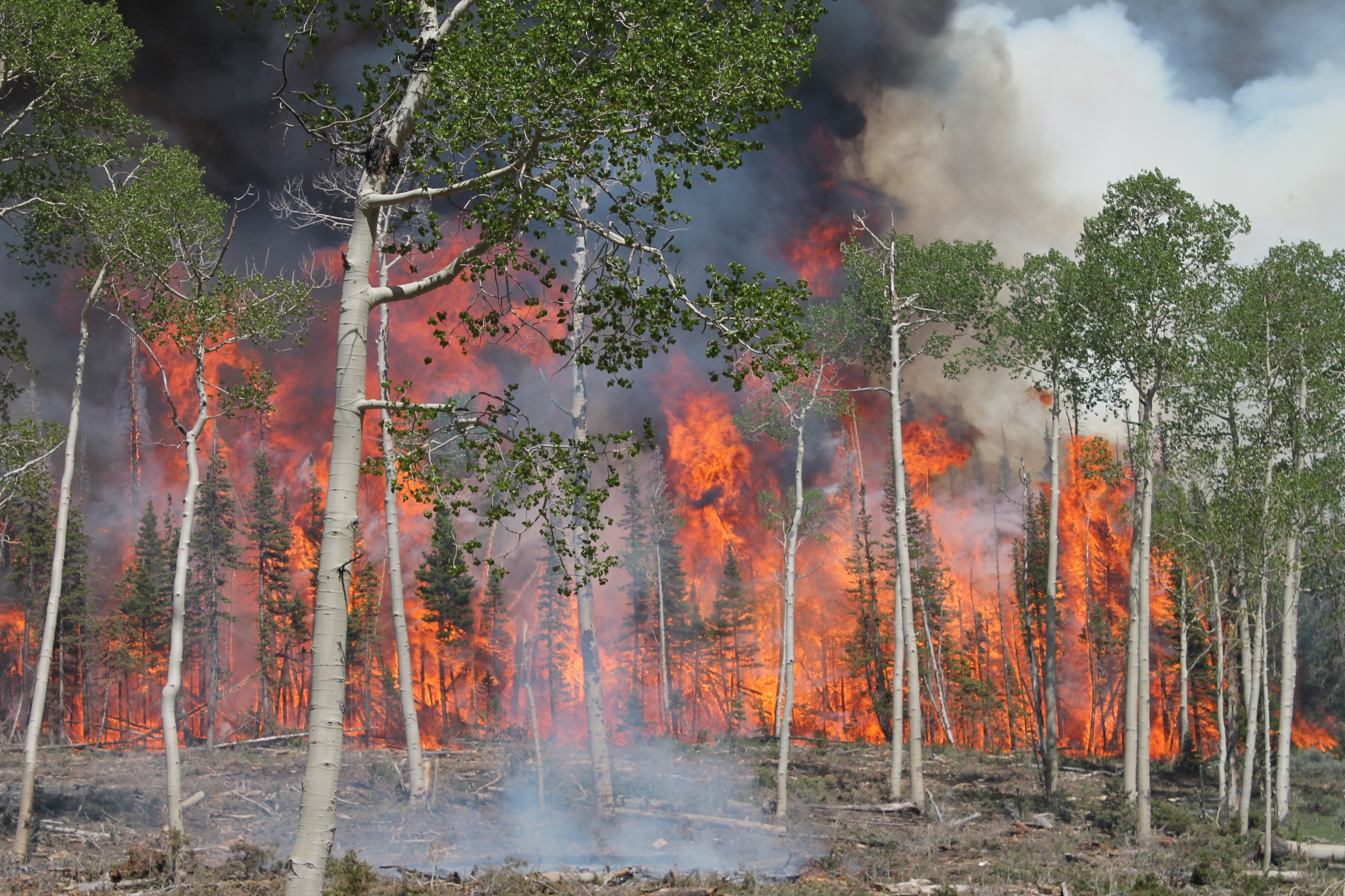 Studying Wildfire Risk With Lidar – US Forest Service
